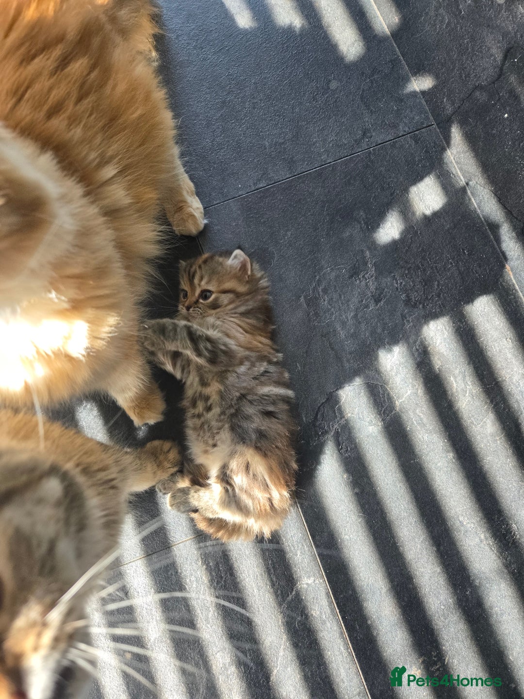 Persian cats for sale: Outstanding Full Persian Kittens for Sale - Image 22