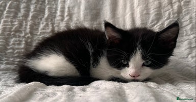 Maine Coon cats - Advert 7