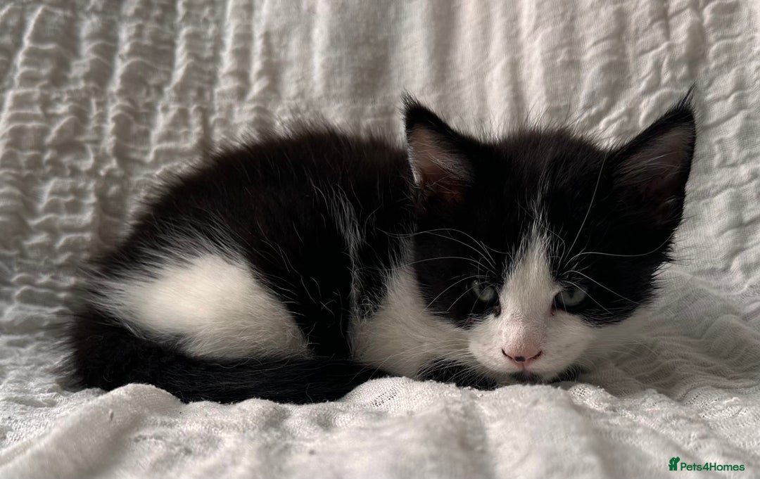 Maine Coon cats for sale: GORGEOUS MAINE COON KITTENS - Image 11