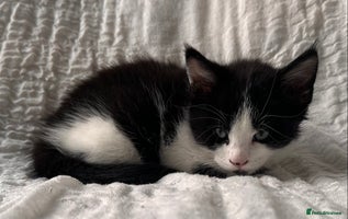 Maine Coon cats - Advert 4