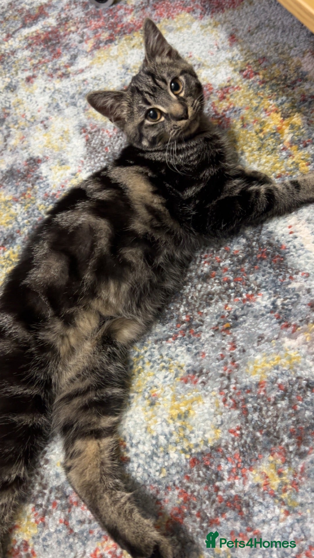 Mixed Breed cats Grey female cat - Advert 22