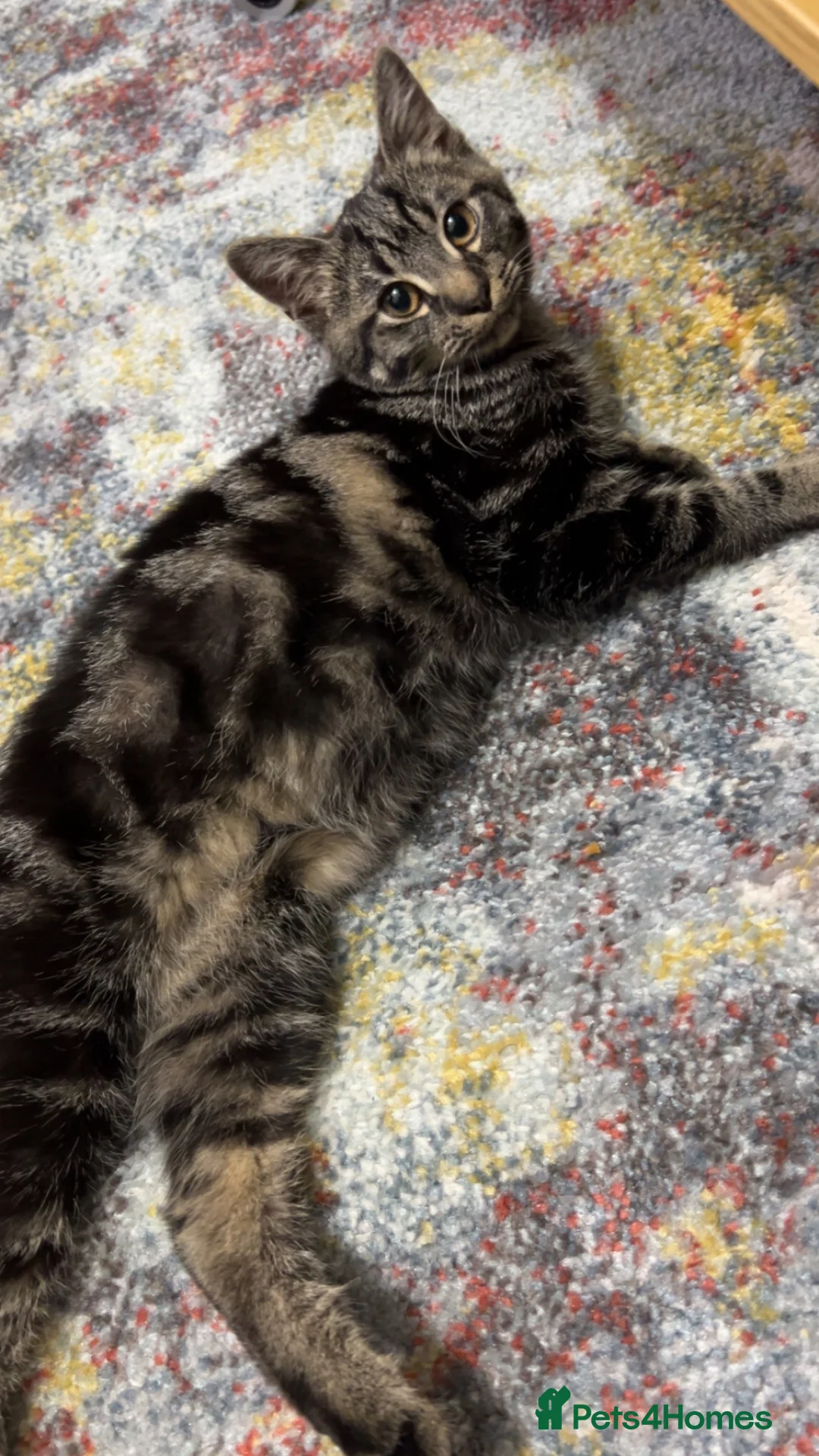 Mixed Breed cats for sale: Grey female cat - Advert 1