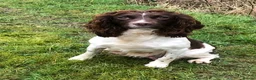 English Springer Spaniel dogs for sale: Royal Kennel  Club  Puppies in Llanrwst - Advert 1