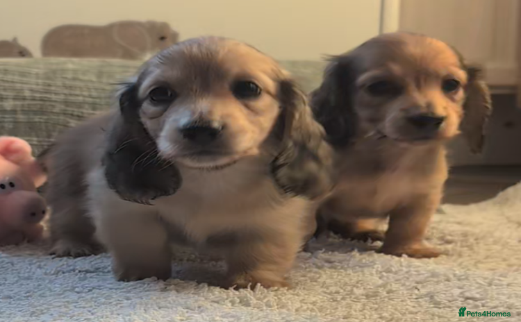 Miniature Dachshund dogs - Advert 4