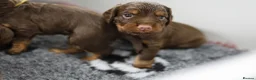 Cocker Spaniel dogs for sale: KC REGISTERED WORKING COCKER SPANIELS in Deeside - Advert 5