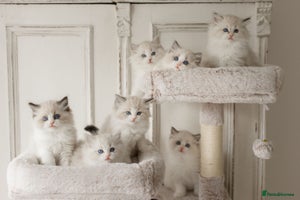 Ragdoll cats Amazing Ragdoll kittens - Advert 16