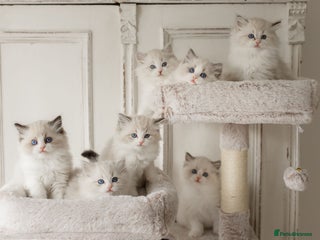 Ragdoll cats for sale - Advert 1