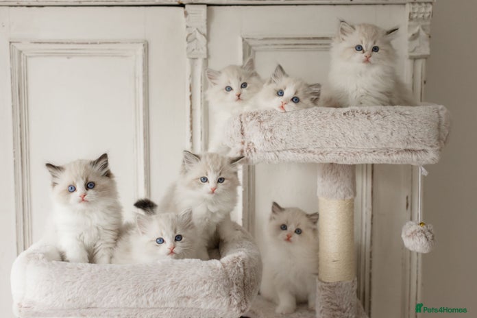 Ragdoll cats - Advert 7