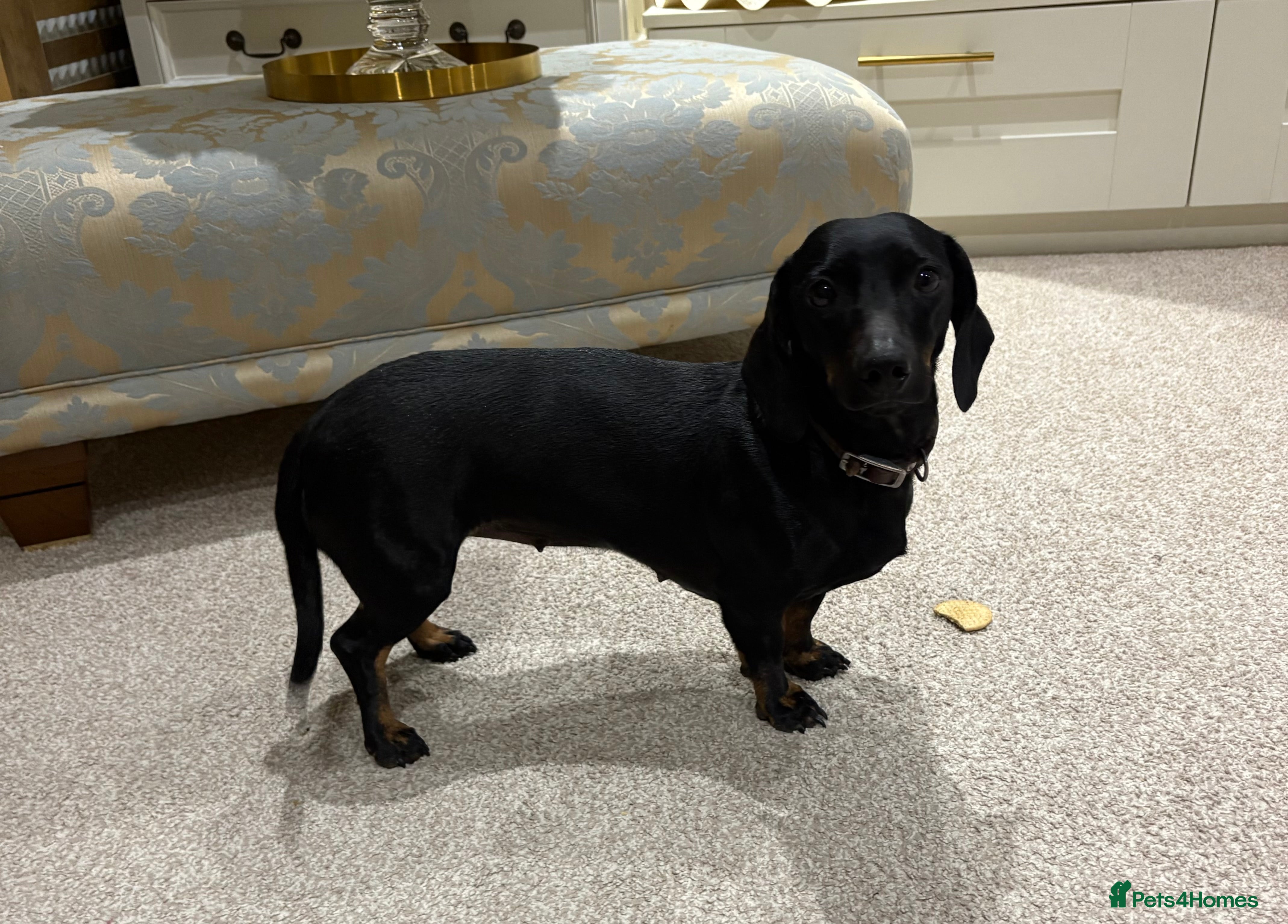 Dachshund dogs Miniature dachshund  - Advert 1