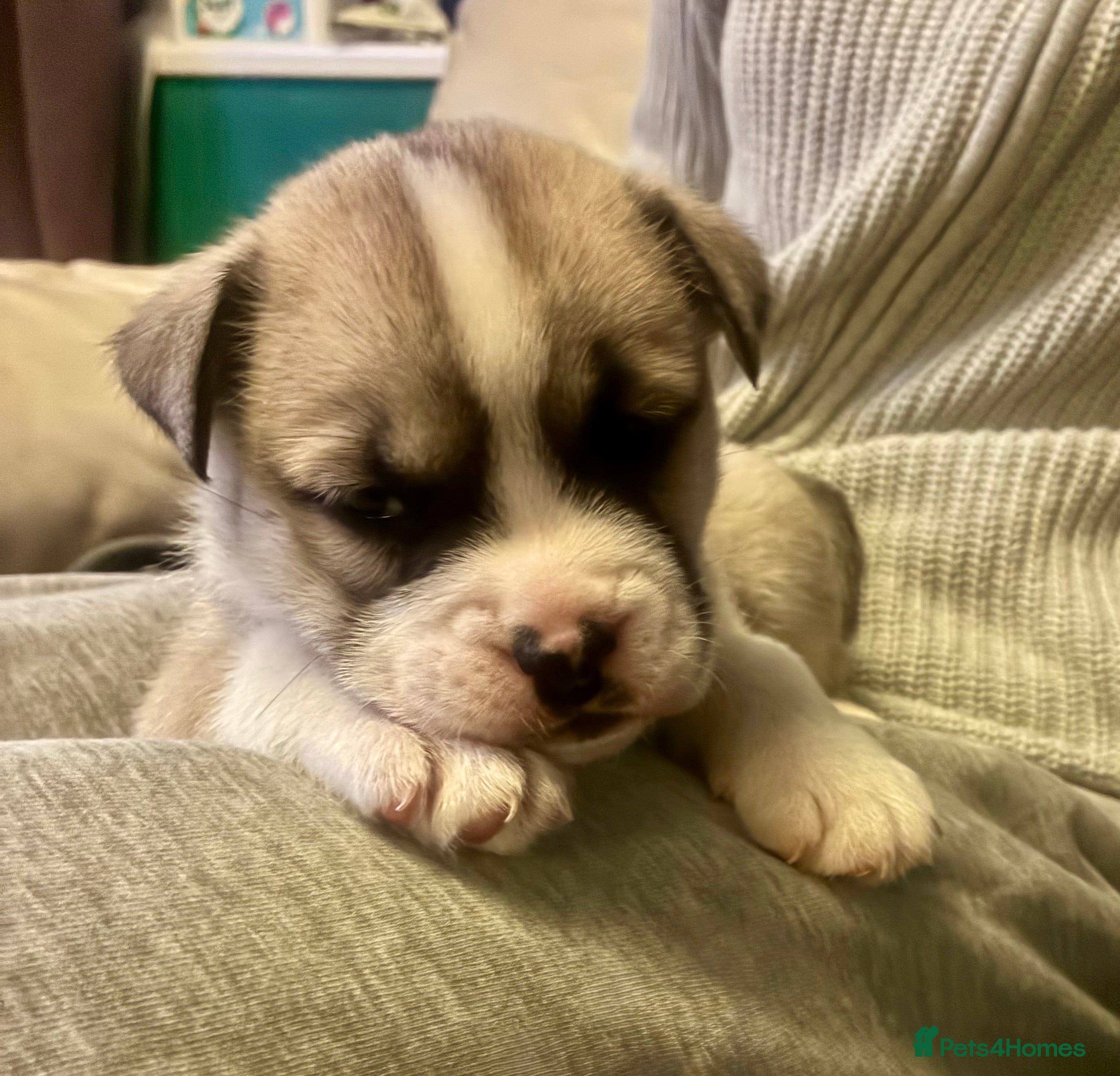 Mixed Breed dogs Bullimute rare breed ready now  - Advert 13