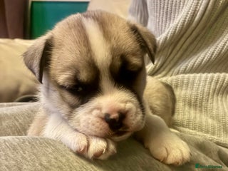 Mixed Breed dogs Bullimute - Advert 12