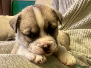 Mixed Breed dogs Bullimute rare breed ready now - Advert 3