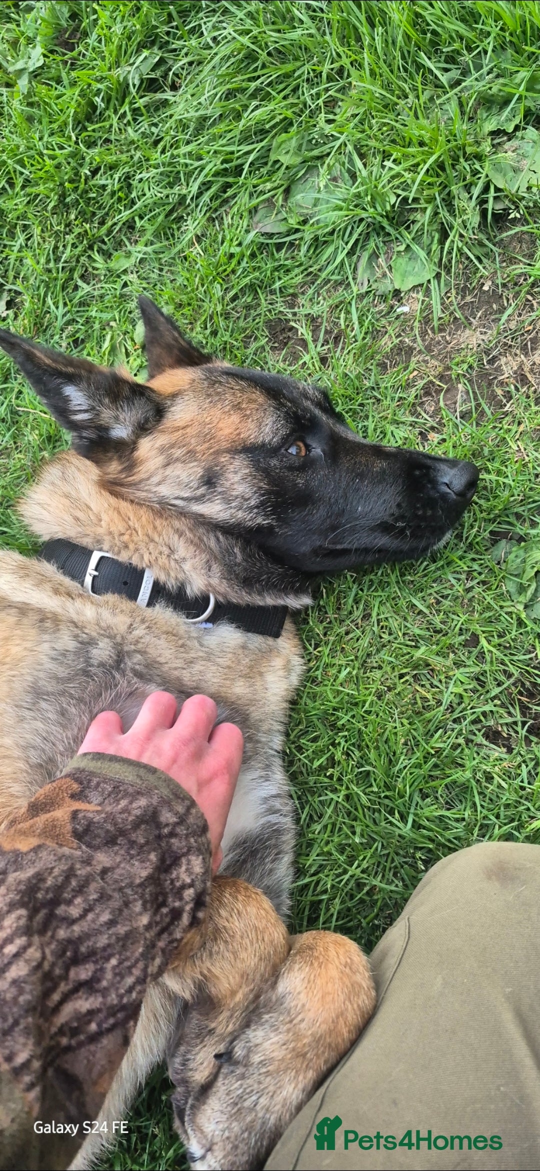 Mixed Breed dogs for sale: 1 year old bitch  - Image 4