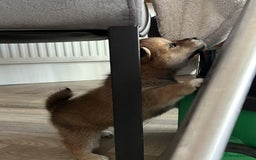 Japanese Shiba Inu dogs for sale: Last Boy - 15 yrs exp Health Checked - Image 9