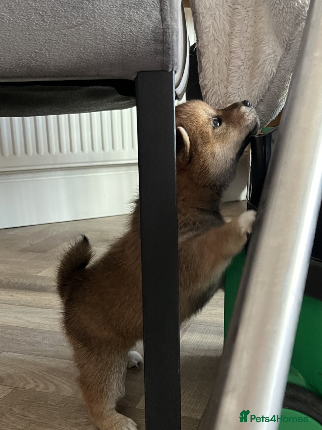 Japanese Shiba Inu dogs for sale: Last Boy - 15 yrs exp Health Checked - Image 9