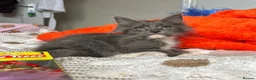 Maine Coon cats for sale: Beautiful polydactyl Maine coon kittens  - Advert 5