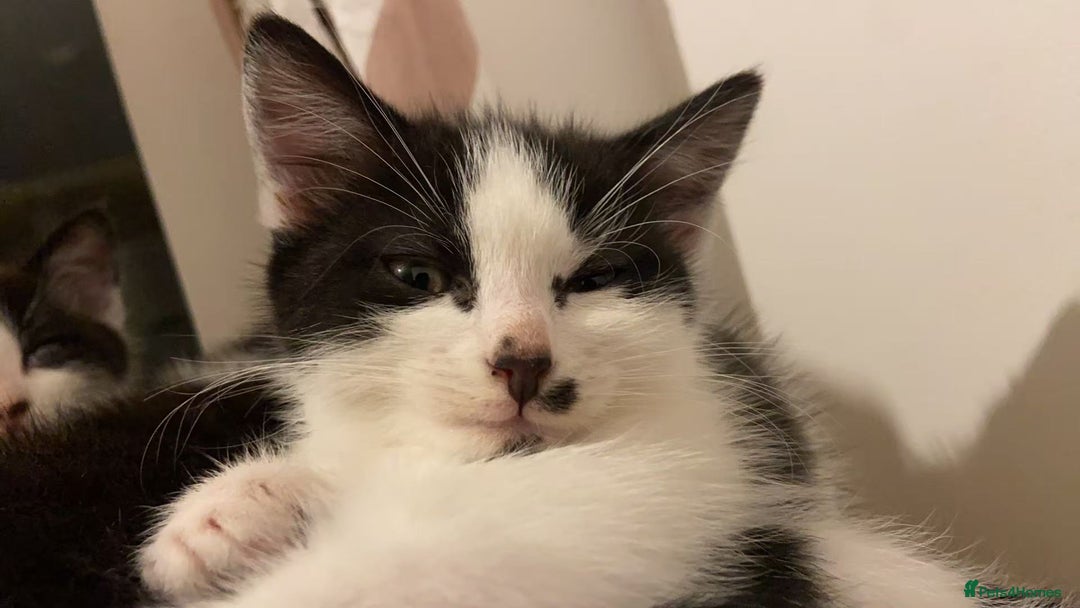 Mixed Breed cats for sale: Cute kittens and mom looking for a good home - Advert 10