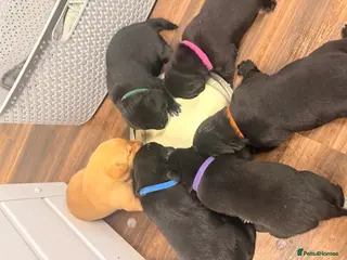 Labrador Retriever dogs Stunning Working Labradors - Advert 1
