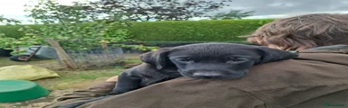 Labrador Retriever 4
