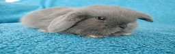 Mini Lop rabbits for sale: Baby mini lop rabbits for sale  - Advert 6