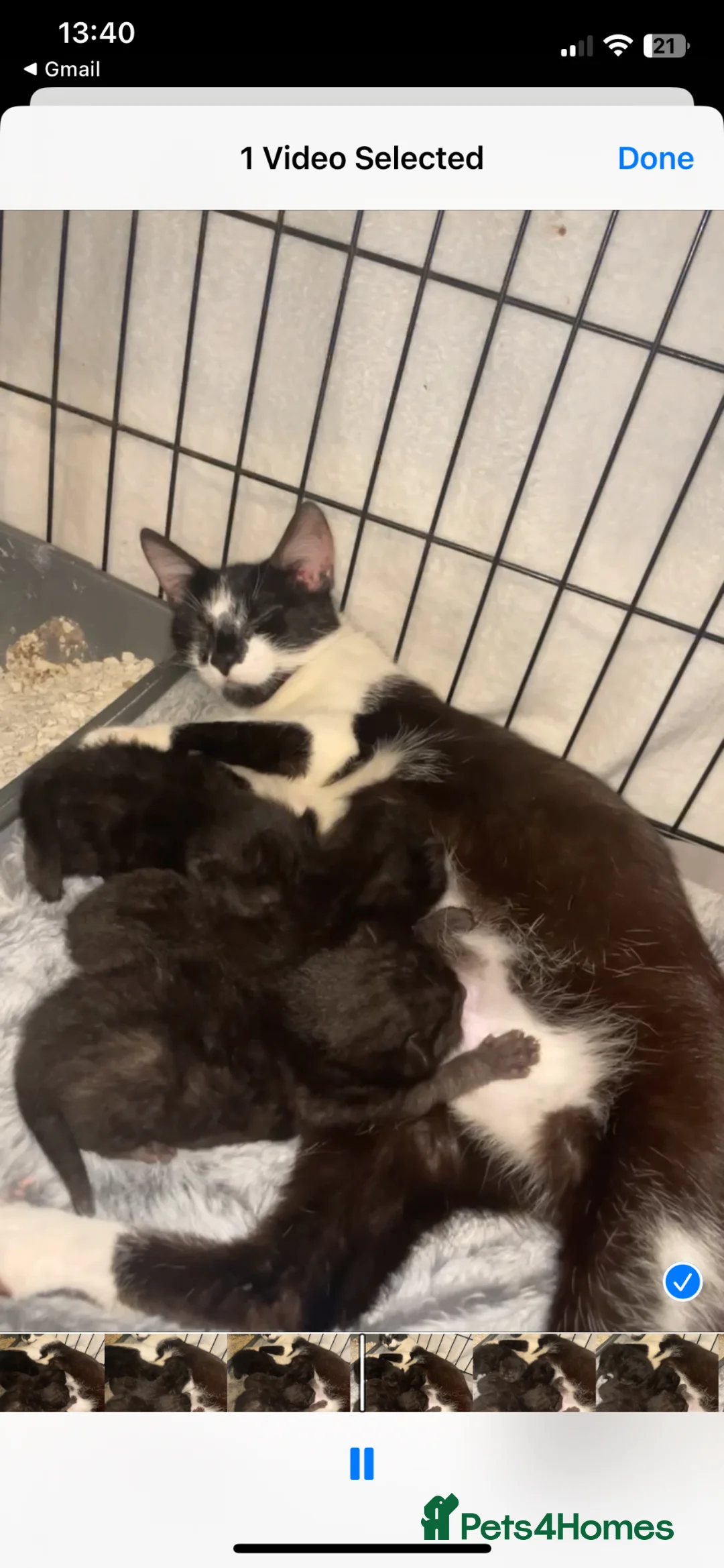 British Shorthair cats for sale: BRITISH SHORT HAIR KITTENS READY NOW  - Advert 2