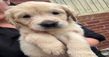 Golden Retriever dogs - Advert 16