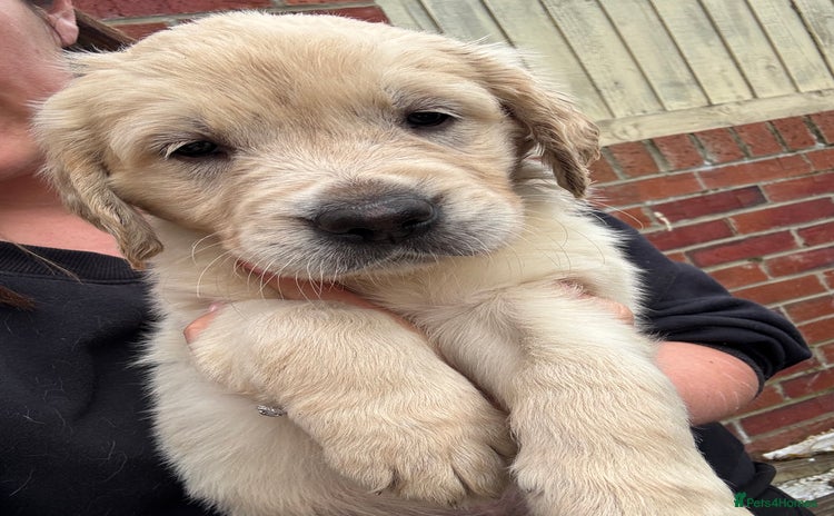 Golden Retriever dogs - Advert 13