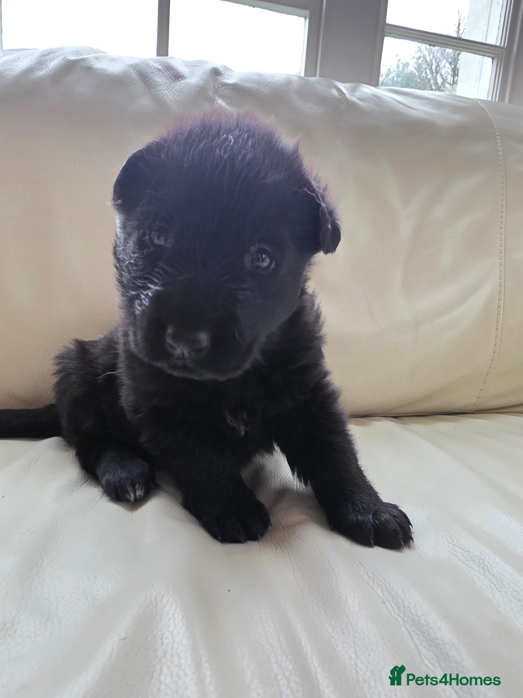 German Shepherd dogs for sale: Rare All-Black GSD Girls - Parents Owned & Present - Advert 26