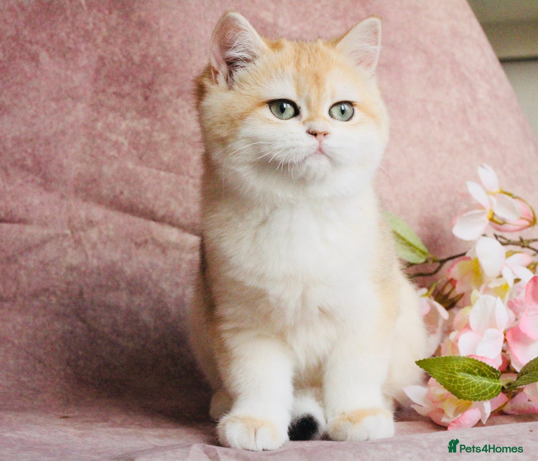 British Shorthair cats for sale: Gorgeous BSH Golden Chinchilla ny12 - Advert 8