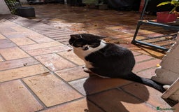 Domestic Shorthair cats for sale: Beloved 3yr old Female cat for sale - Image 1