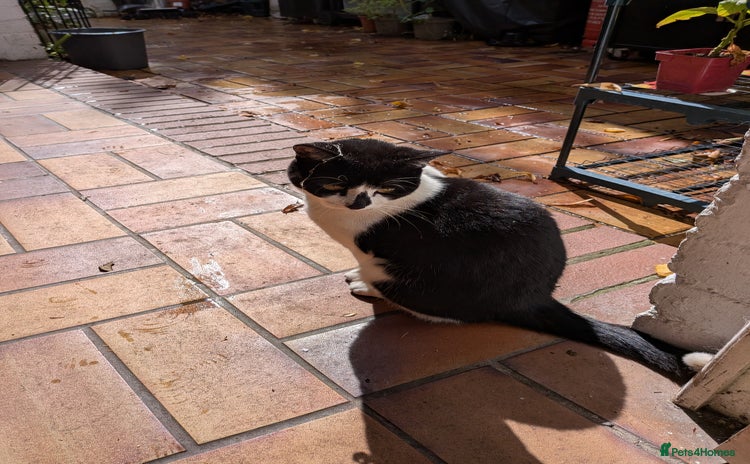 Domestic Shorthair cats for sale - Advert 2