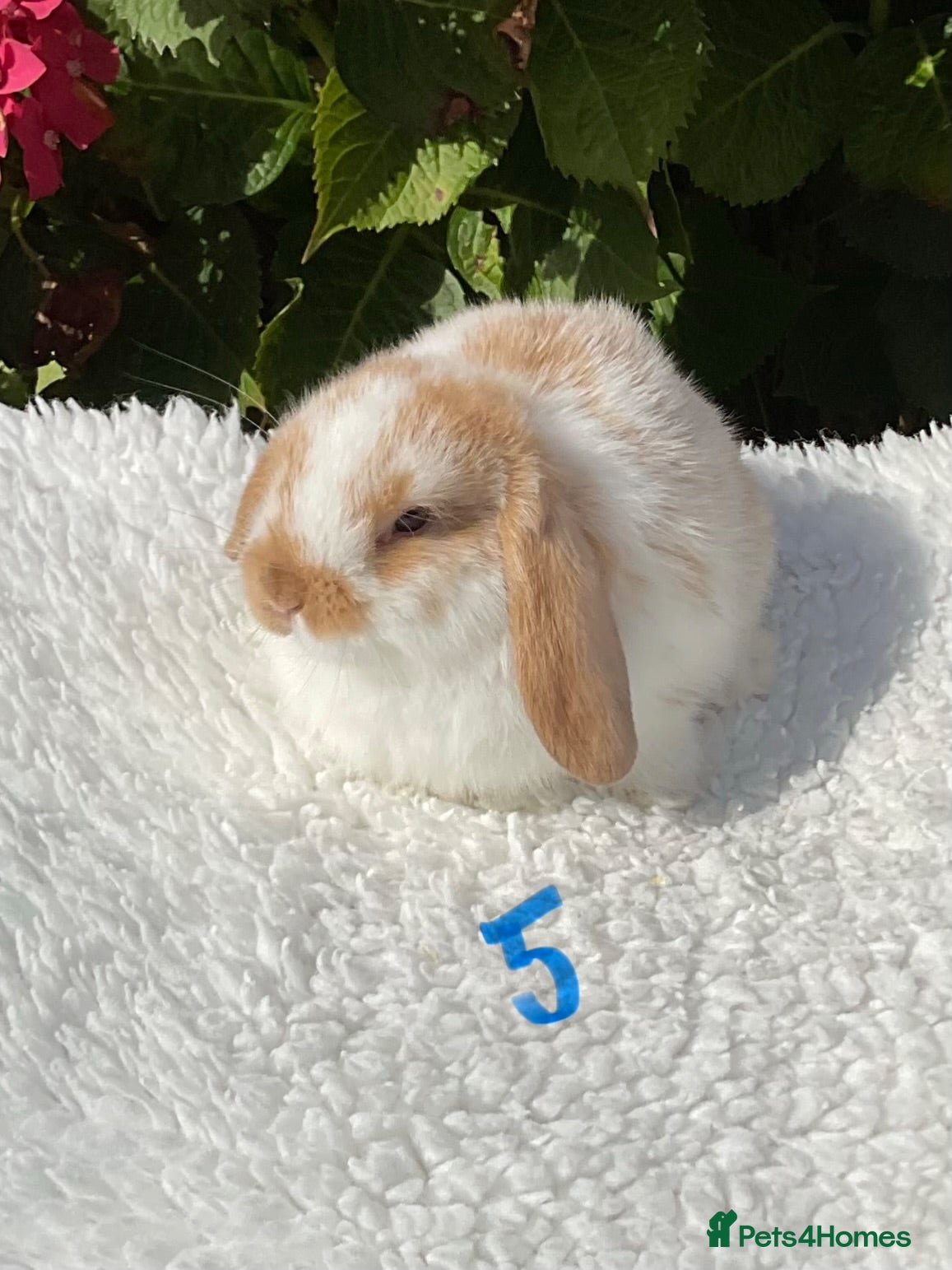 Mini Lop rabbits Pure bred mini lops baby rabbits . - Advert 2