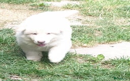 German Shepherd dogs for sale: German Shepherd pups ready end of August  - Image 4