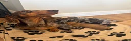 Miniature Dachshund dogs for sale: 4 Beautiful KC Reg Miniature Dachshunds - Advert 14