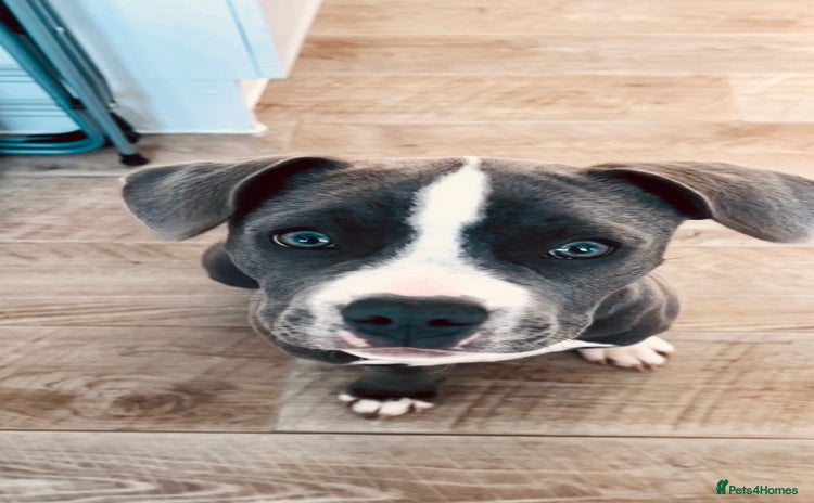 Staffordshire Bull Terrier dogs - Advert 1