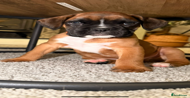 Boxer dogs - Advert 1