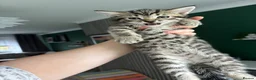 Mixed Breed cats for sale: Kittens  in Alexandria - Advert 14