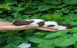 Mixed Breed dogs for sale: New Norfolk Spaniels- Ready Now - Image 29