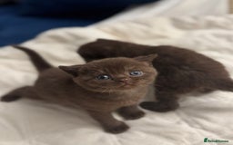 British Shorthair cats for sale: 😻Chocolate BSH boys✅ 👌GCCF reg, ready November  - Image 4