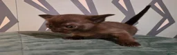 Burmese cats for sale: Outstanding Pedigree Burmese Kittens,Vet checked - Advert 6