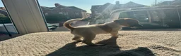 Jack Russell dogs for sale: Lively Jack Russell puppies - Advert 7