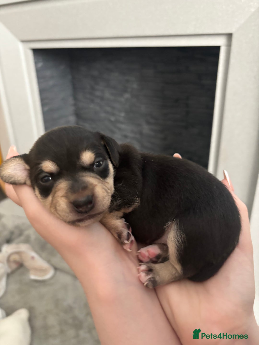 Mixed Breed dogs for sale: Miniature dachshund cross Jug - Image 7