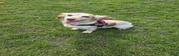 Cocker Spaniel dogs for sale: 2 x female spaniels - Advert 6
