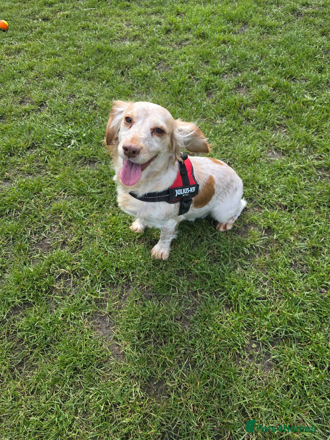 Cocker Spaniel dogs for sale: 2 x female spaniels - Advert 6