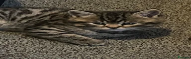 Persian 1