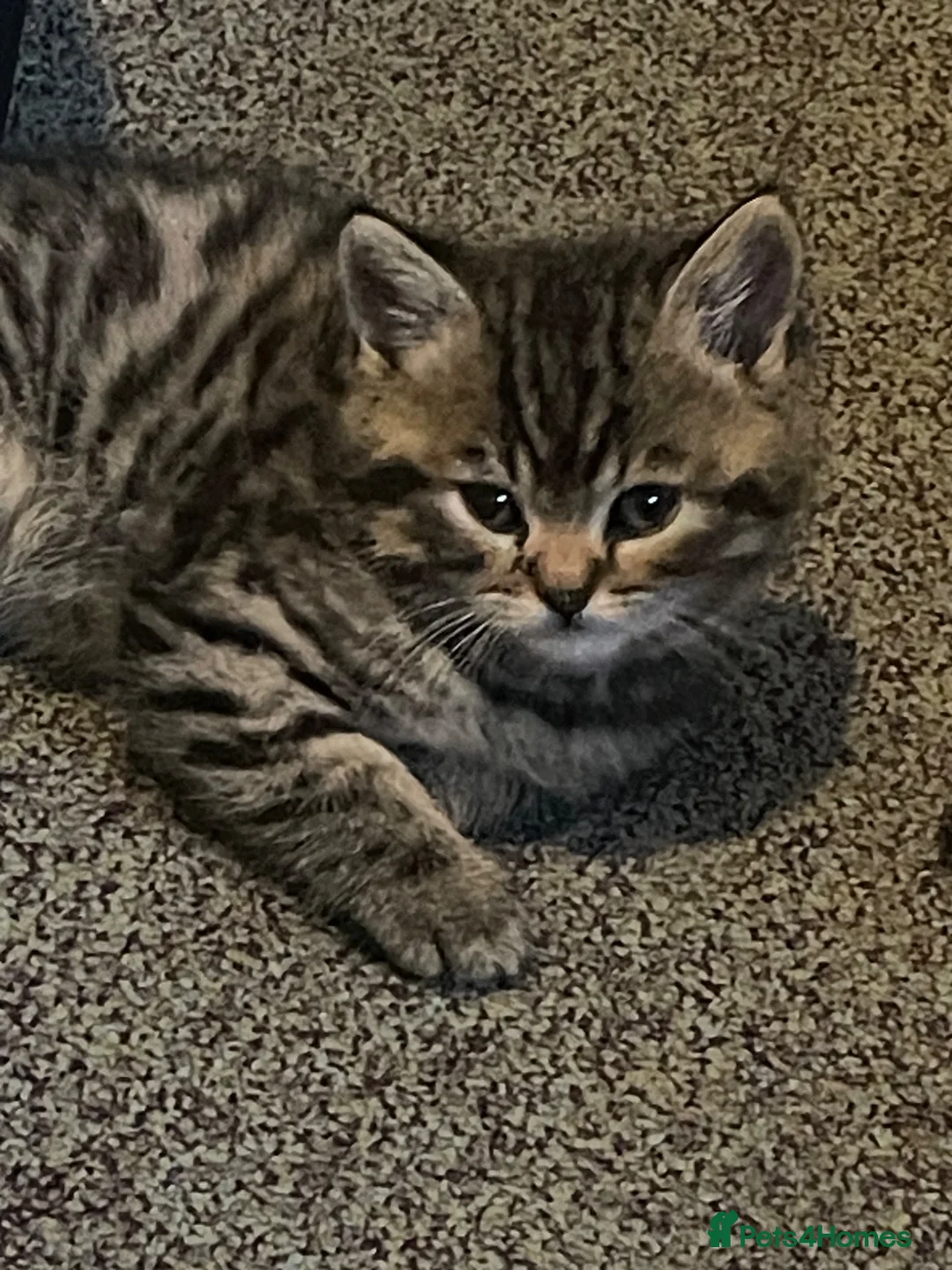 Persian cats for sale: 4 Bengal Persian Cross kittens for sale - Advert 2