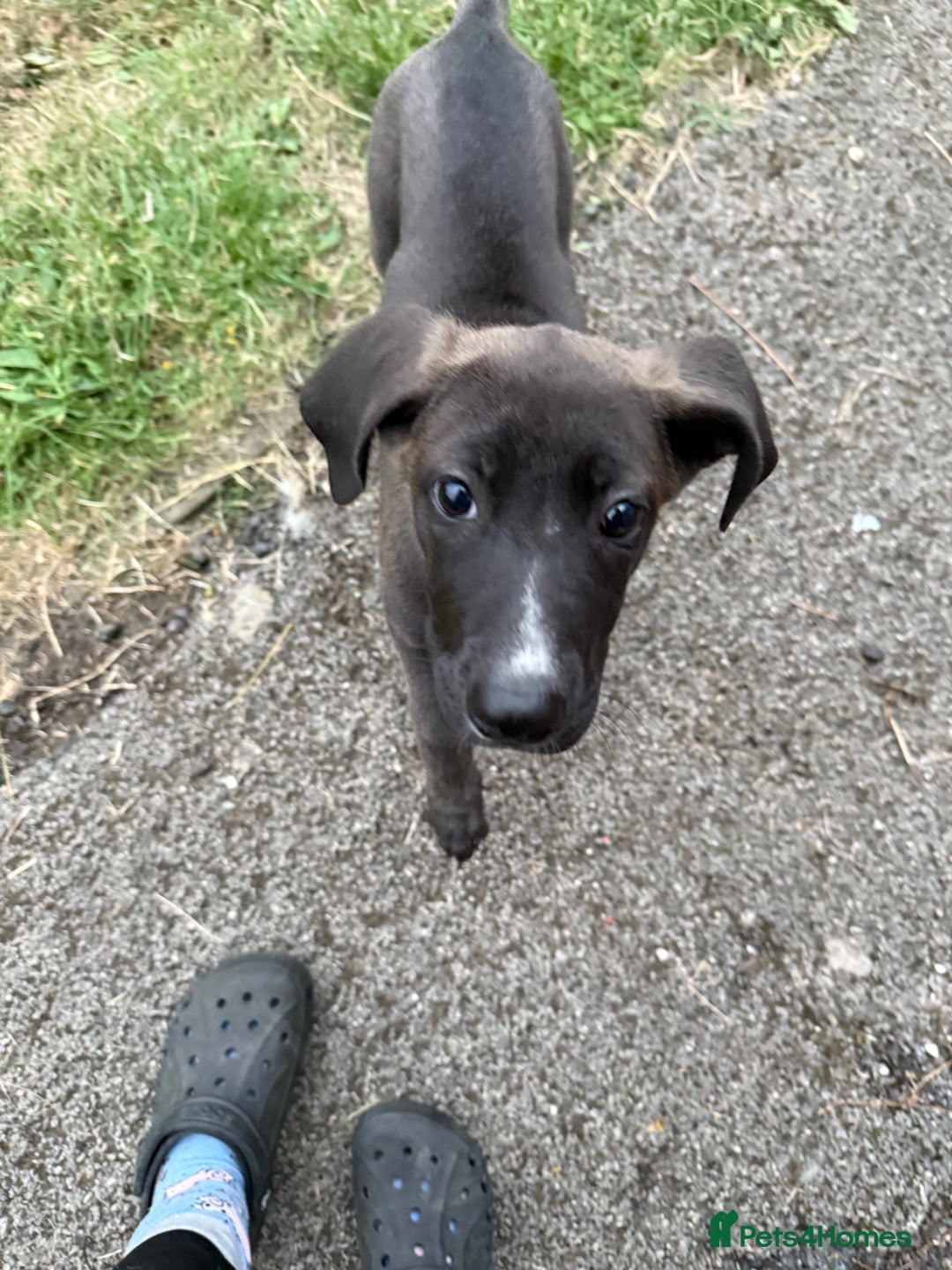 Mixed Breed dogs for sale: German shepherd X Great Dane  - Image 5