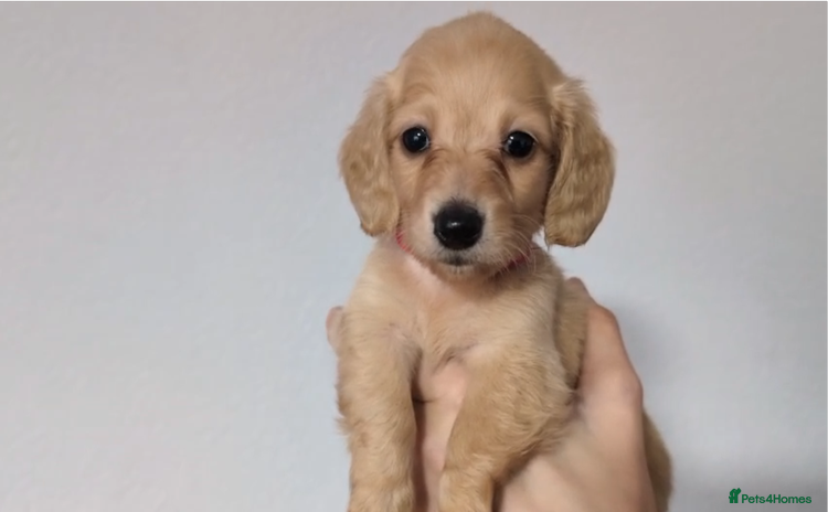 Miniature Dachshund dogs - Advert 8