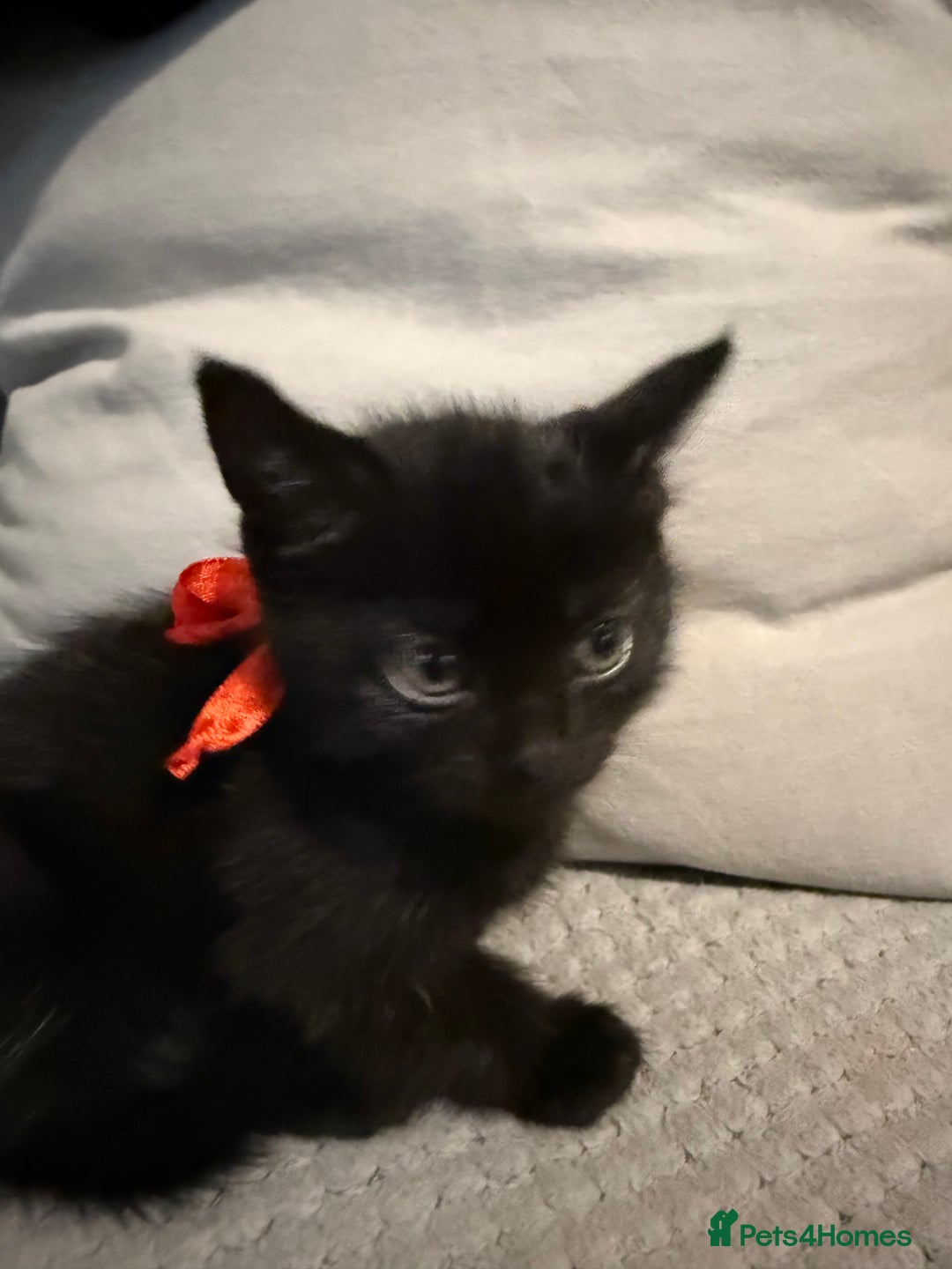 Domestic Shorthair cats for sale: Looking for my lovely forever home - Image 2