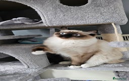 Ragdoll cats for sale: 2 Ragdoll Sisters  - Image 4